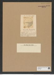 Fenestella barbadensis Grev. (de-Toni-Nr.: Genus 179, Species 4478) Zeichnungen Sammlung Grunow Nr. 8046 (NHMW-BOT-W0377356)